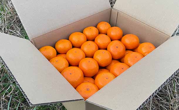 大崎上島産「温州みかん」5kgのお得通販｜Kuradashi(クラダシ)で