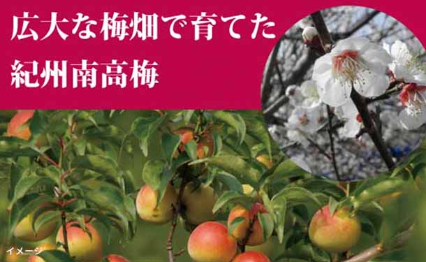 受注発注 楽天市場】紀州南高梅 花はな7様専用 （大潰れ 南高梅 しそ