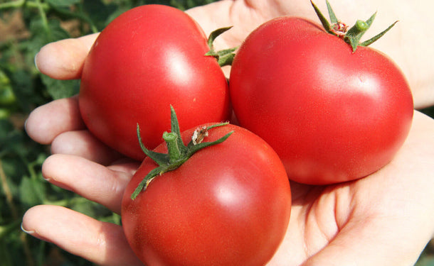 モリモリファーム「高糖度トマト」3kg（18～32玉）